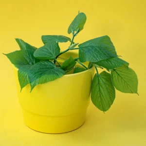 Pothos