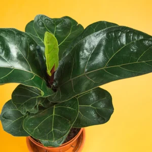 Ficus Lyrata