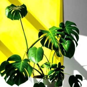 Monstera Deliciosa